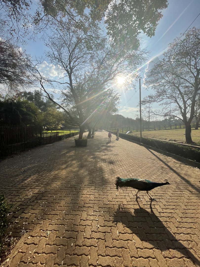 General View with Blue Peafowl (Pavo cristatus)