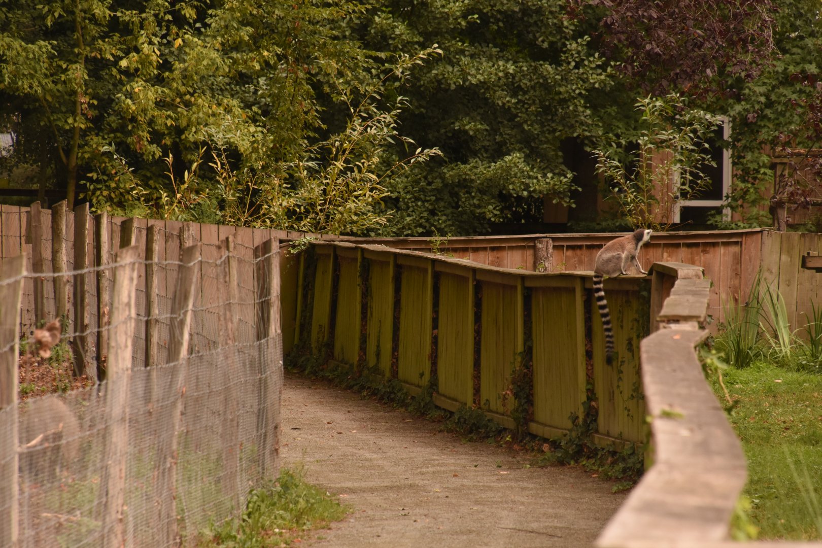 General view, with escaped lemur