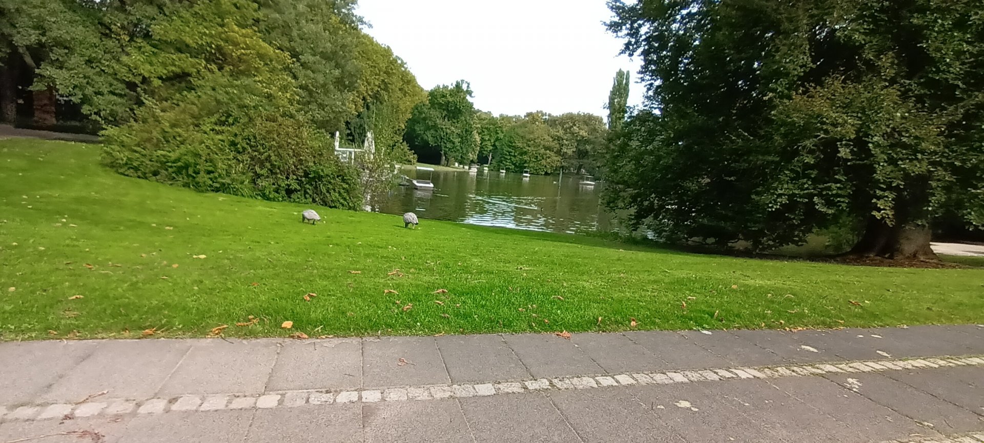 general View with freeroaming Cereopsis Geese