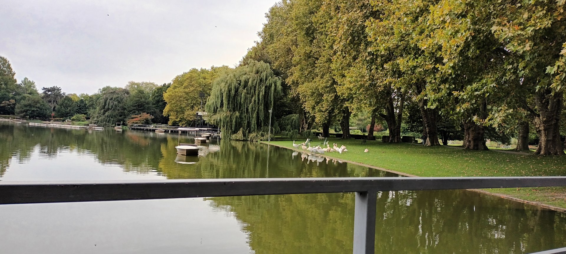 general View with freeroaming Eastern white and Dalmatian Pelicans