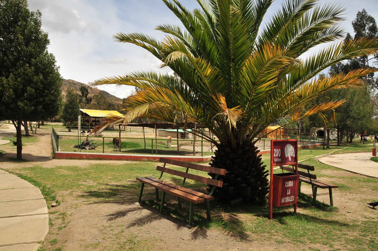 General view with llamas