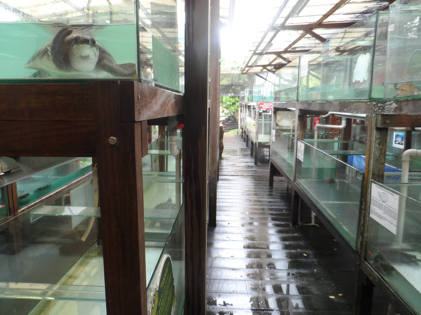 General View (with pig-nosed turtle)