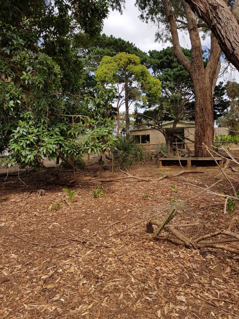 general wallaby enclosure