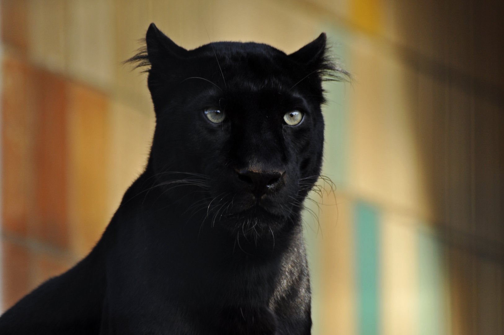 Generic black leopard (Panthera pardus)