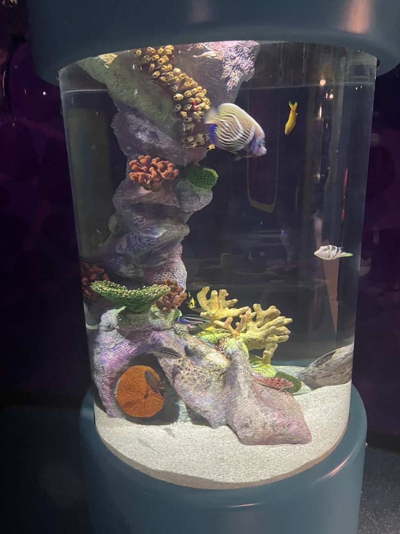 Generic Coral Reef Tank- May 2024