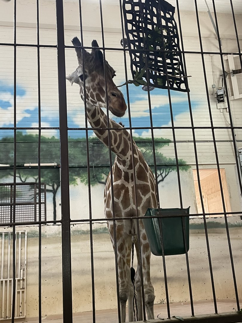 Generic Giraffe (5/26/21)