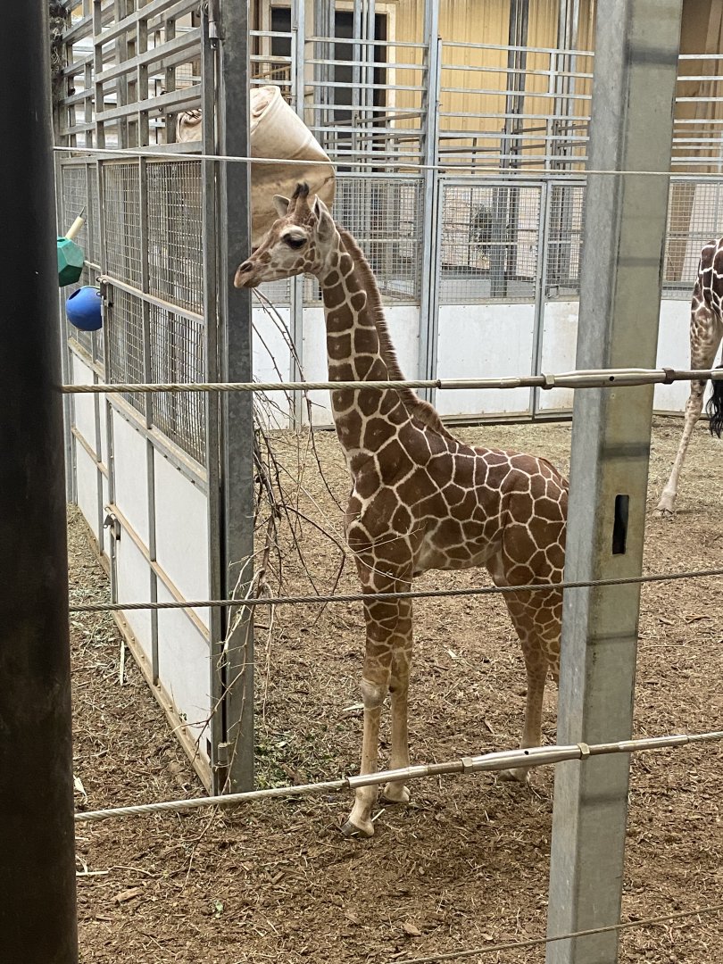 Generic Giraffe Calf