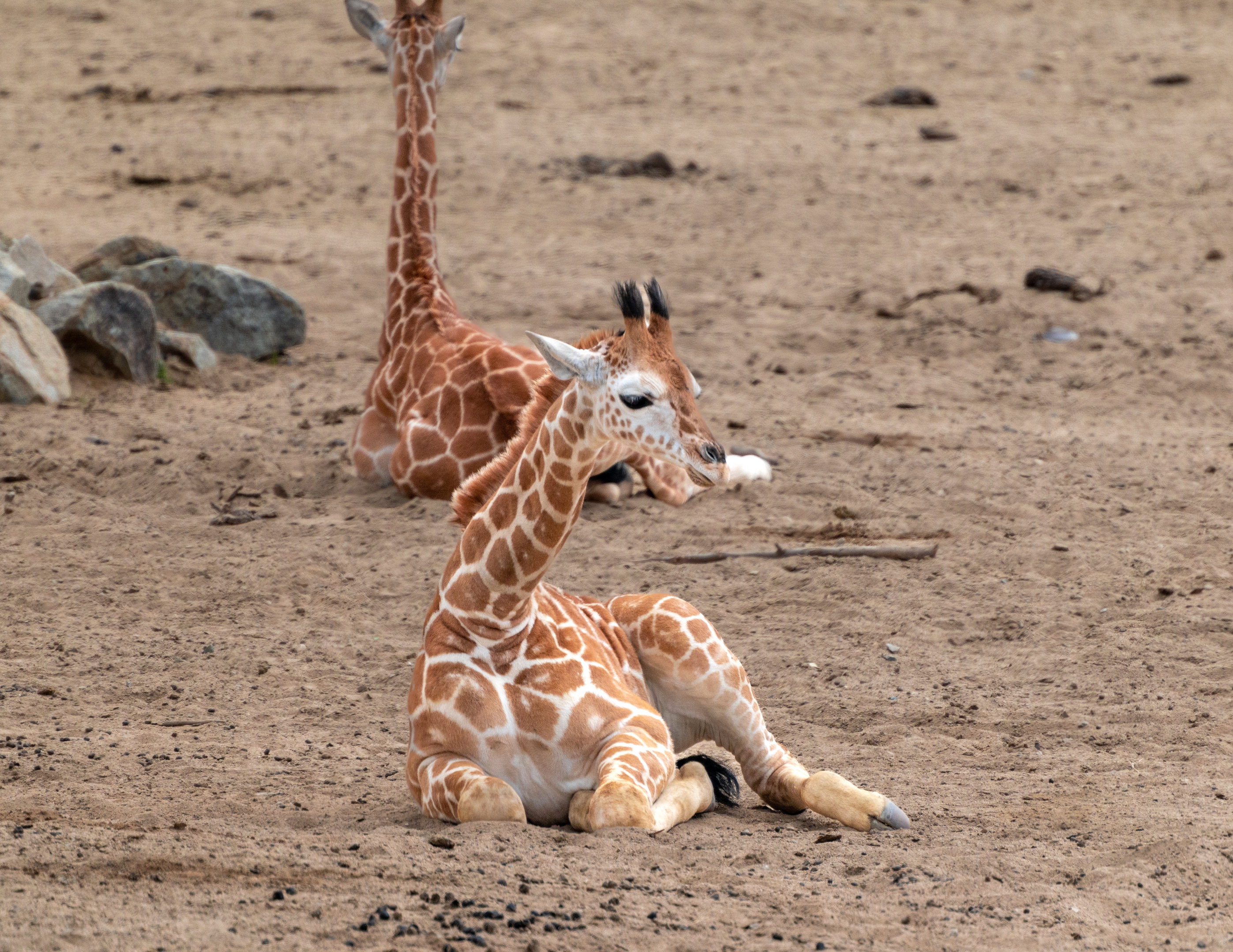 Generic Giraffe calf