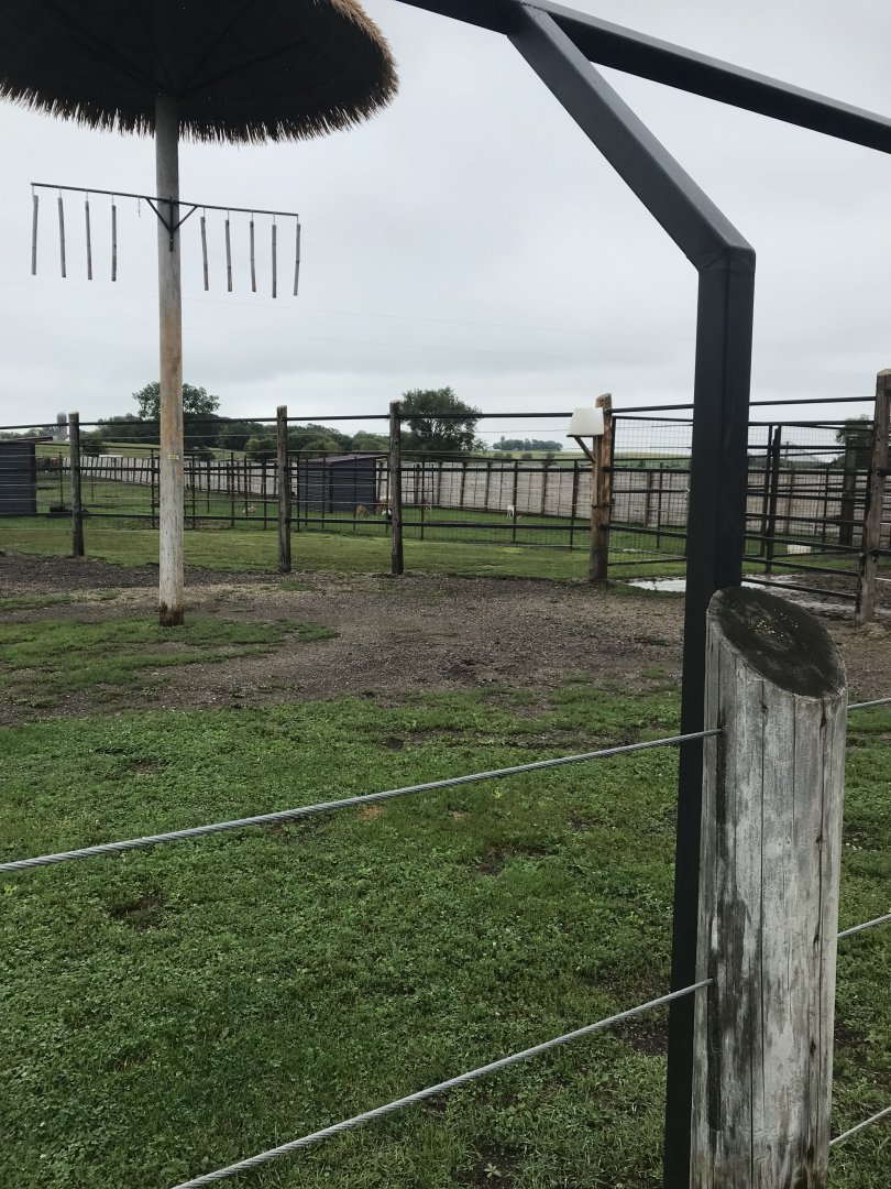 Generic Giraffe Exhibit