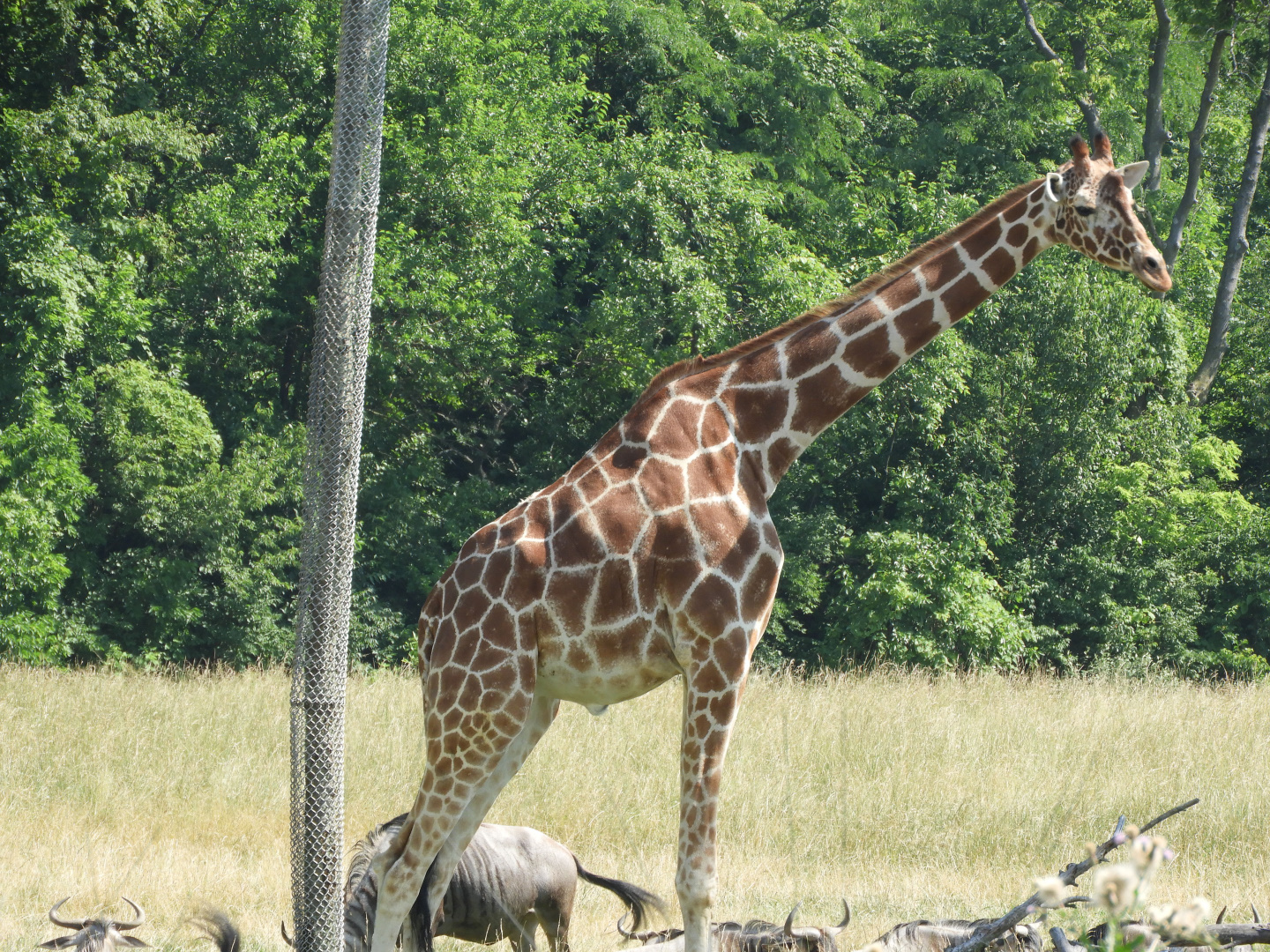 Generic Giraffe (Giraffa sp.)