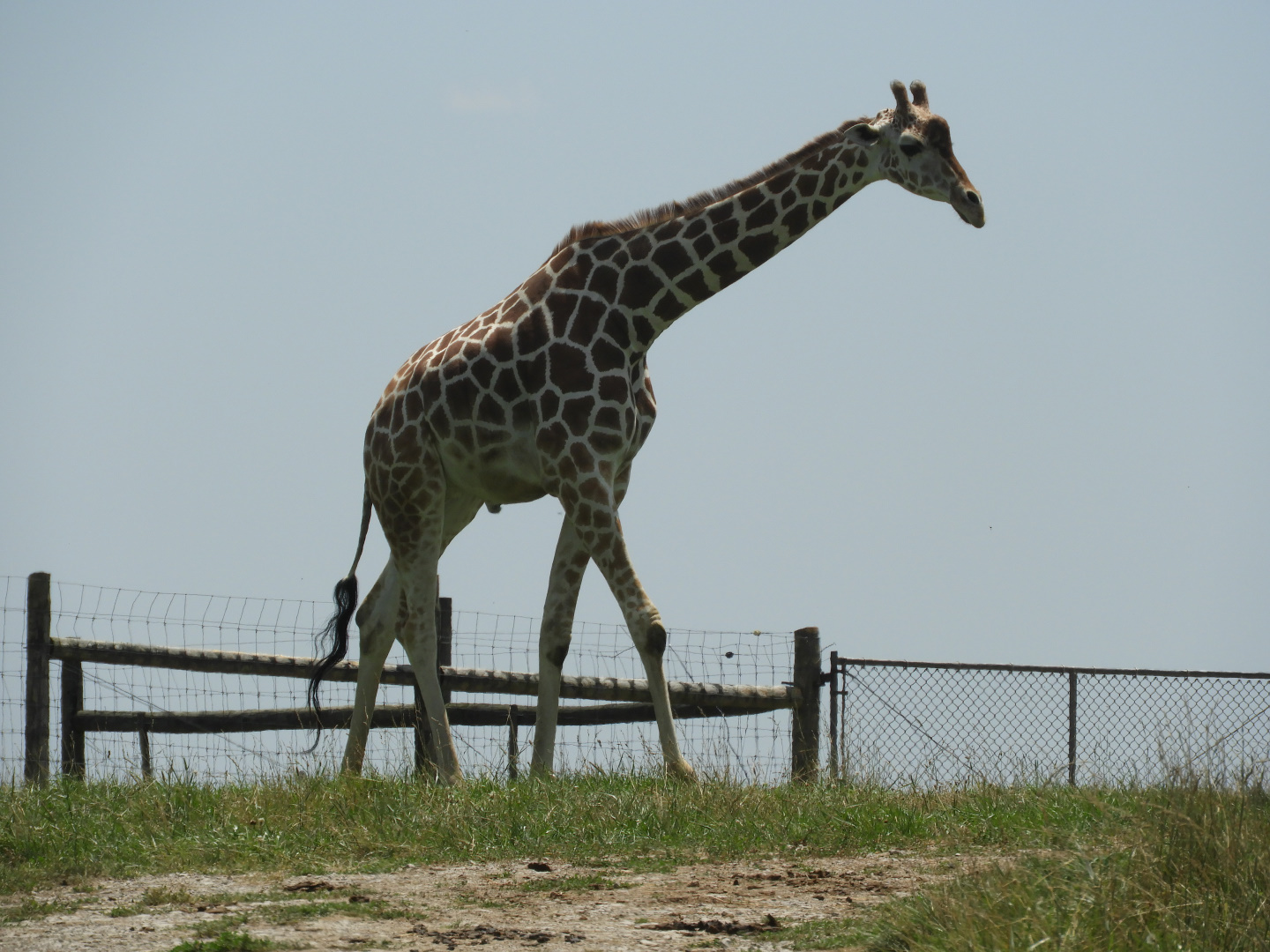 Generic Giraffe (Giraffa sp.)