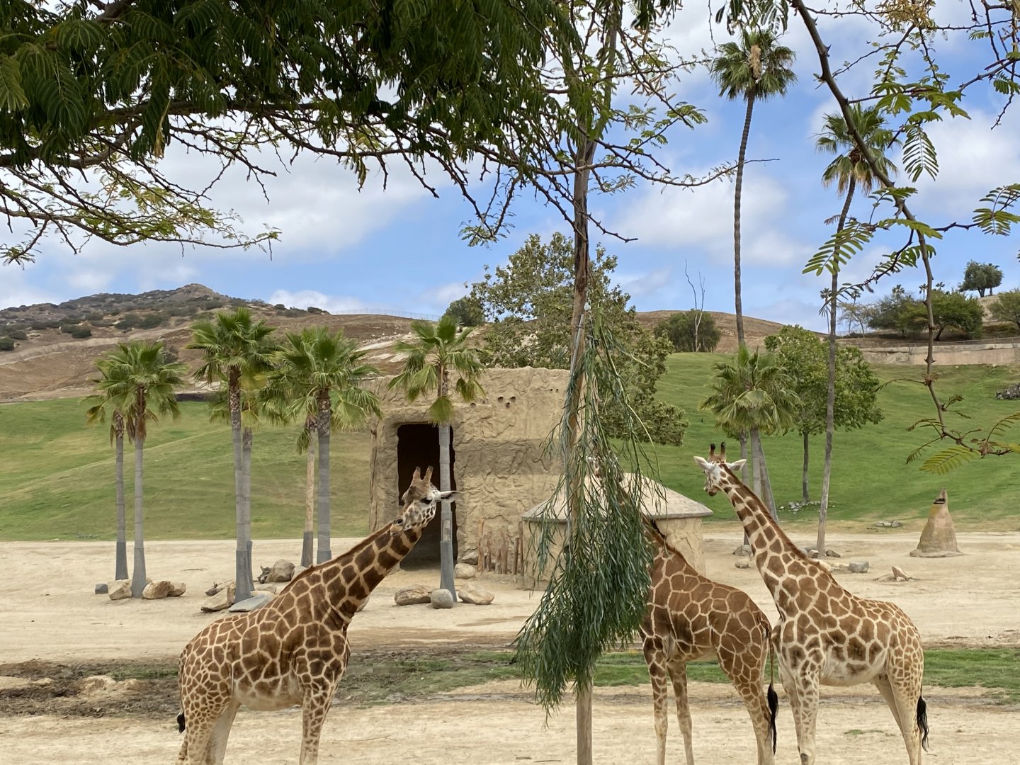 Generic Giraffe Herd - East Africa Field Enclosure
