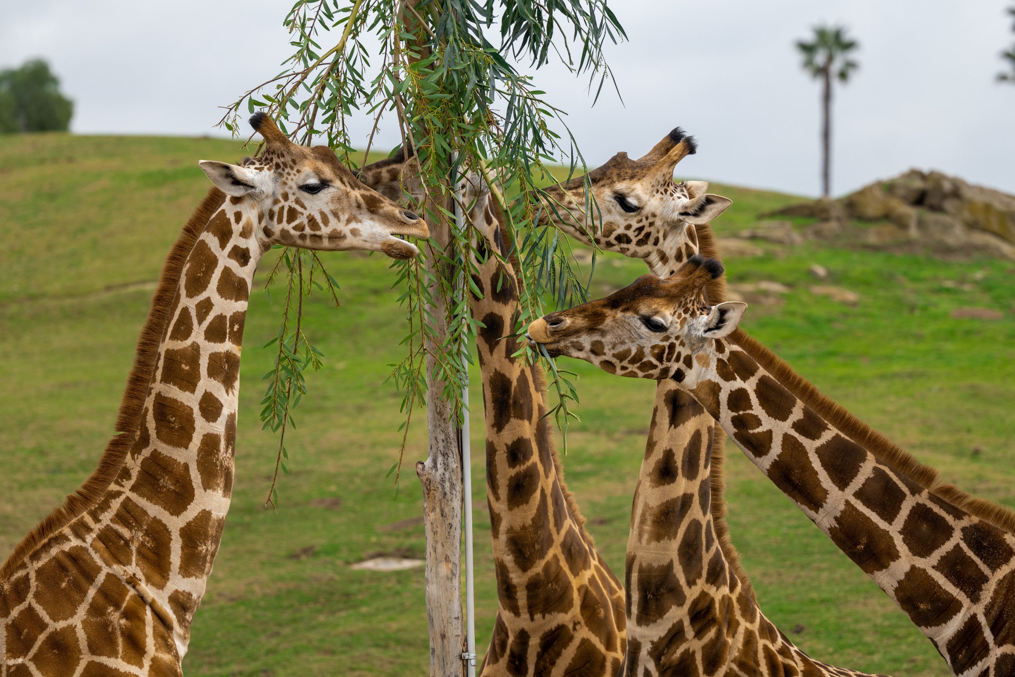 Generic Giraffe herd