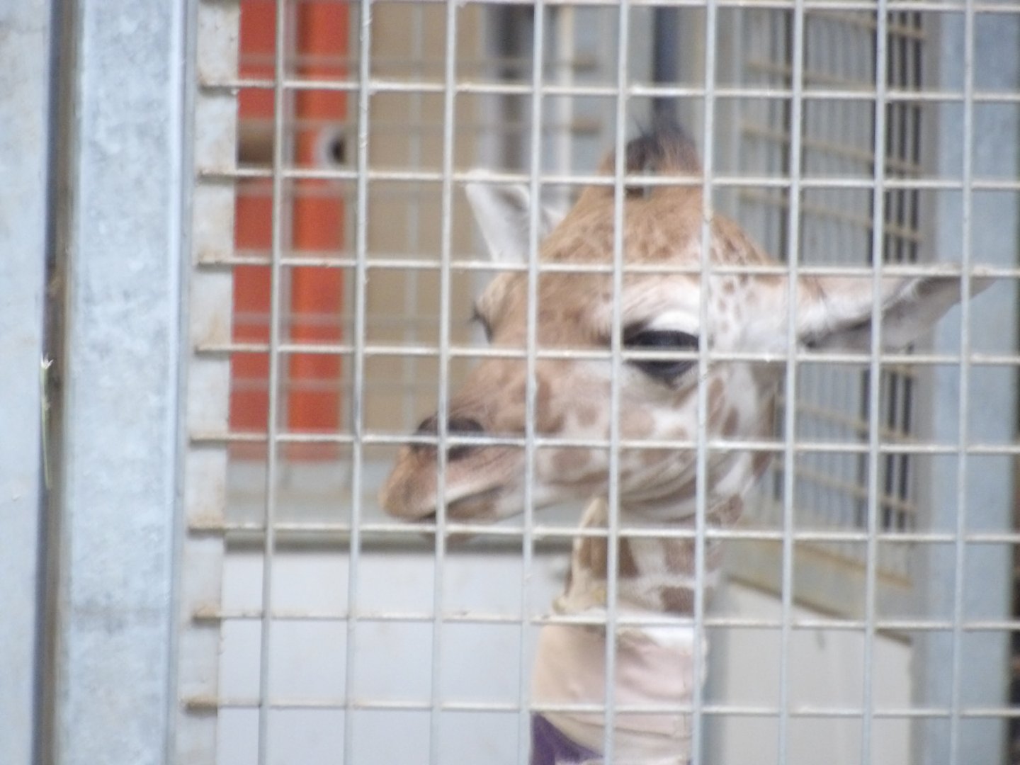 Generic Giraffe, "Hope"