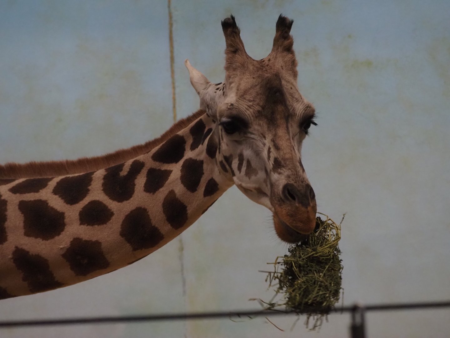 Generic Giraffe (Likely Reticulated/Rothschild's Mix) 1