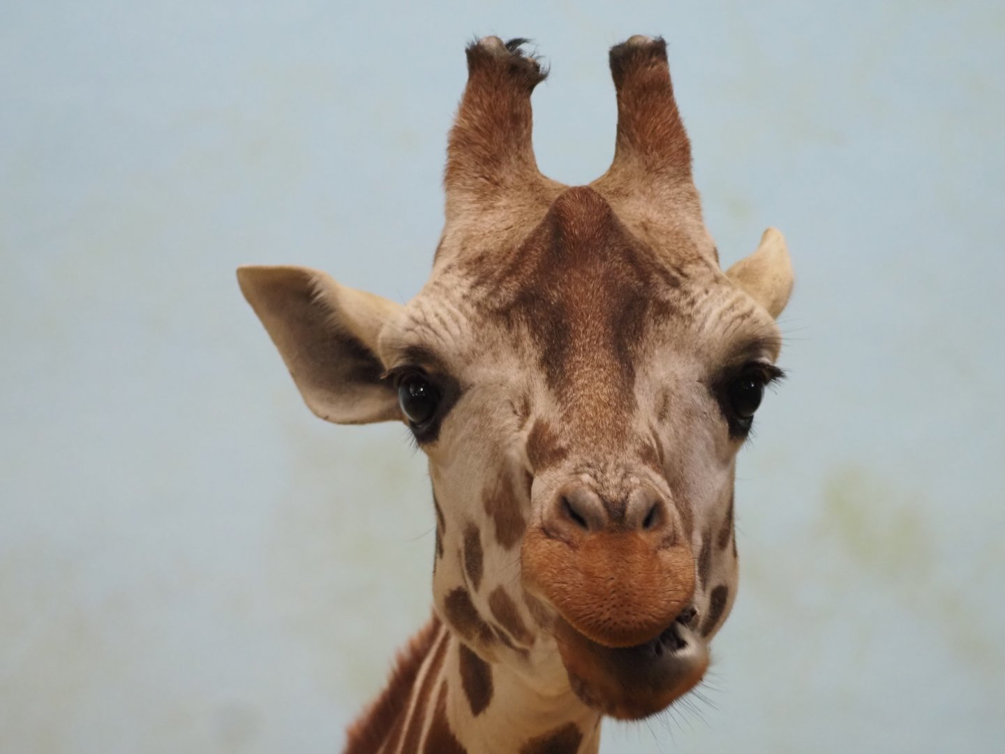 Generic Giraffe (Likely Reticulated/Rothschild's Mix) 2