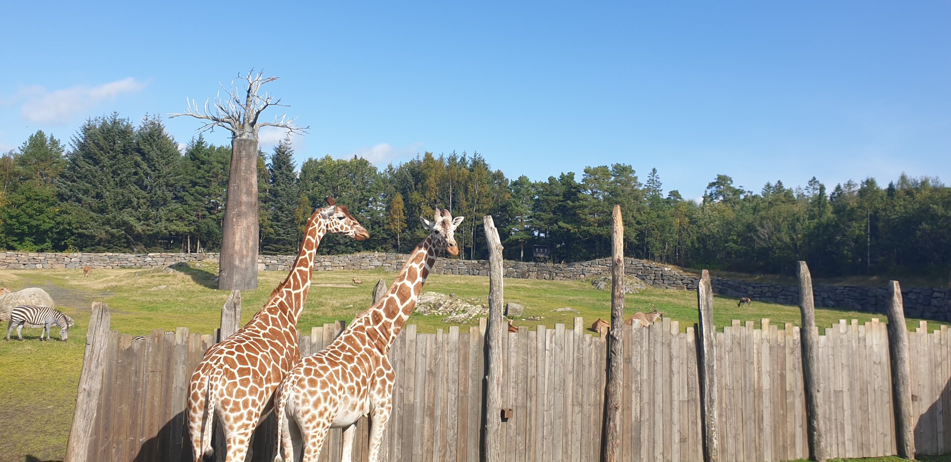 Generic Giraffe, Savanna