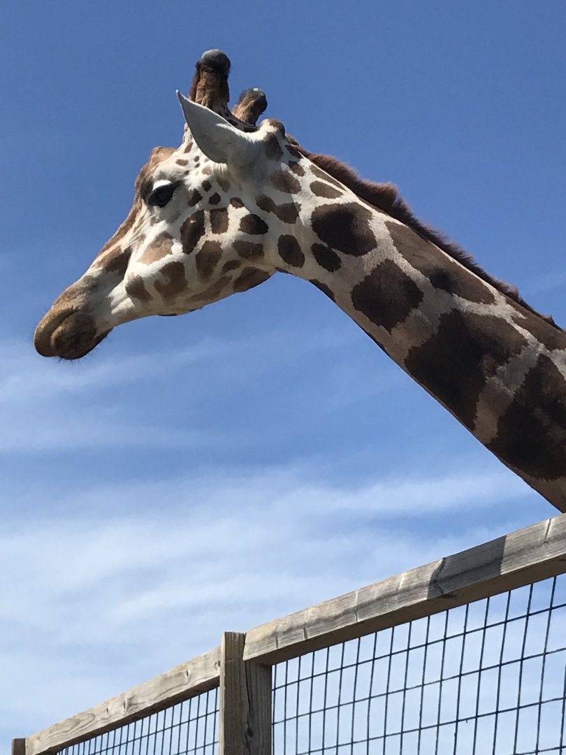 Generic Giraffe