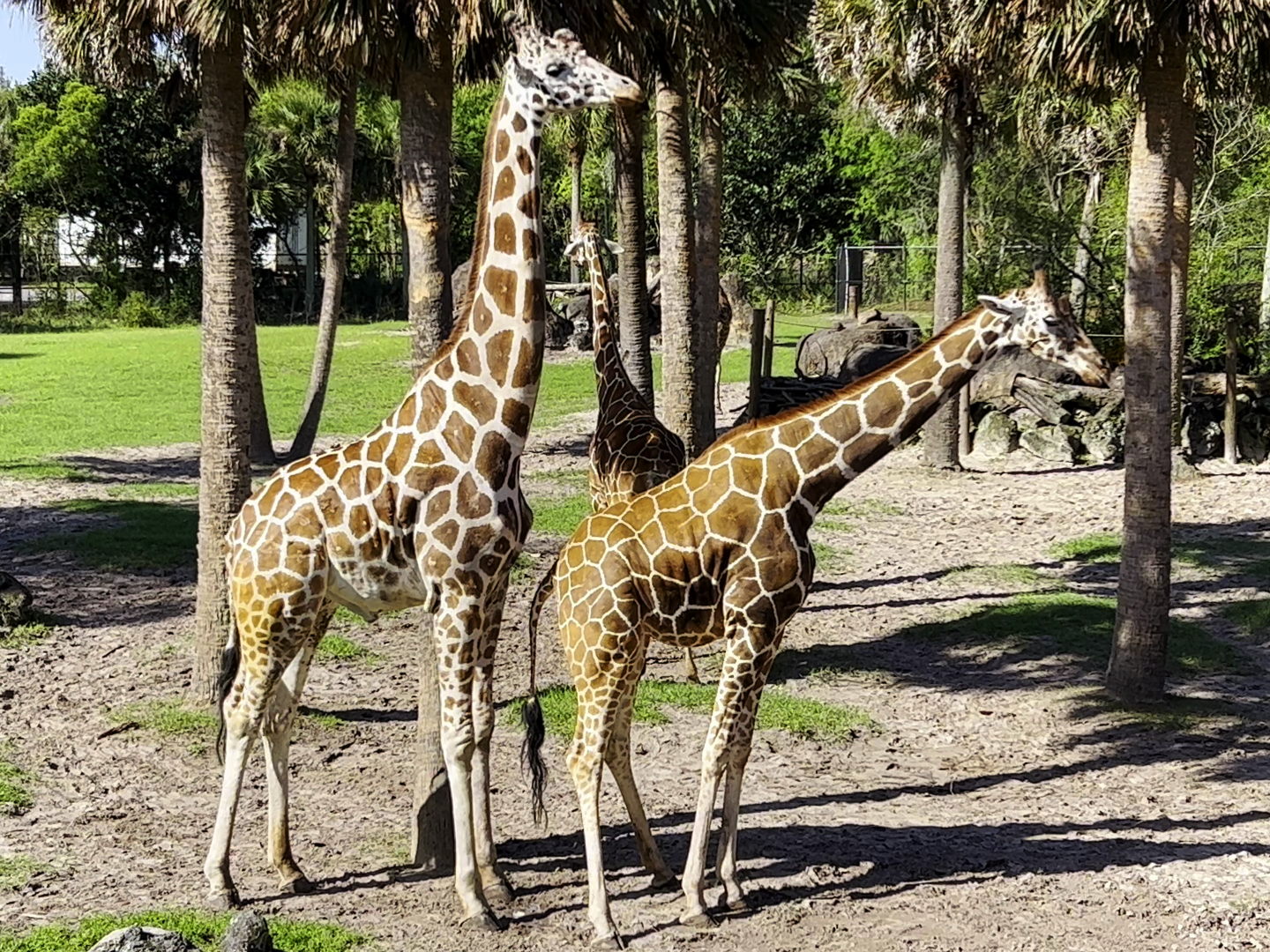 Generic Giraffes