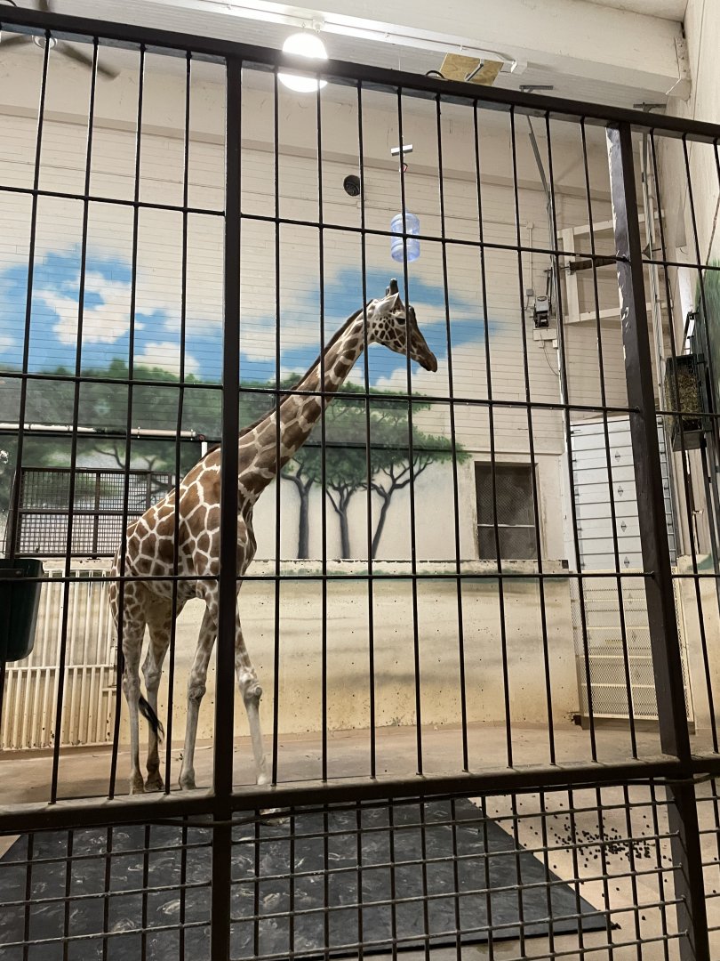 Generic "Reticulated" Giraffe (3/17/22)