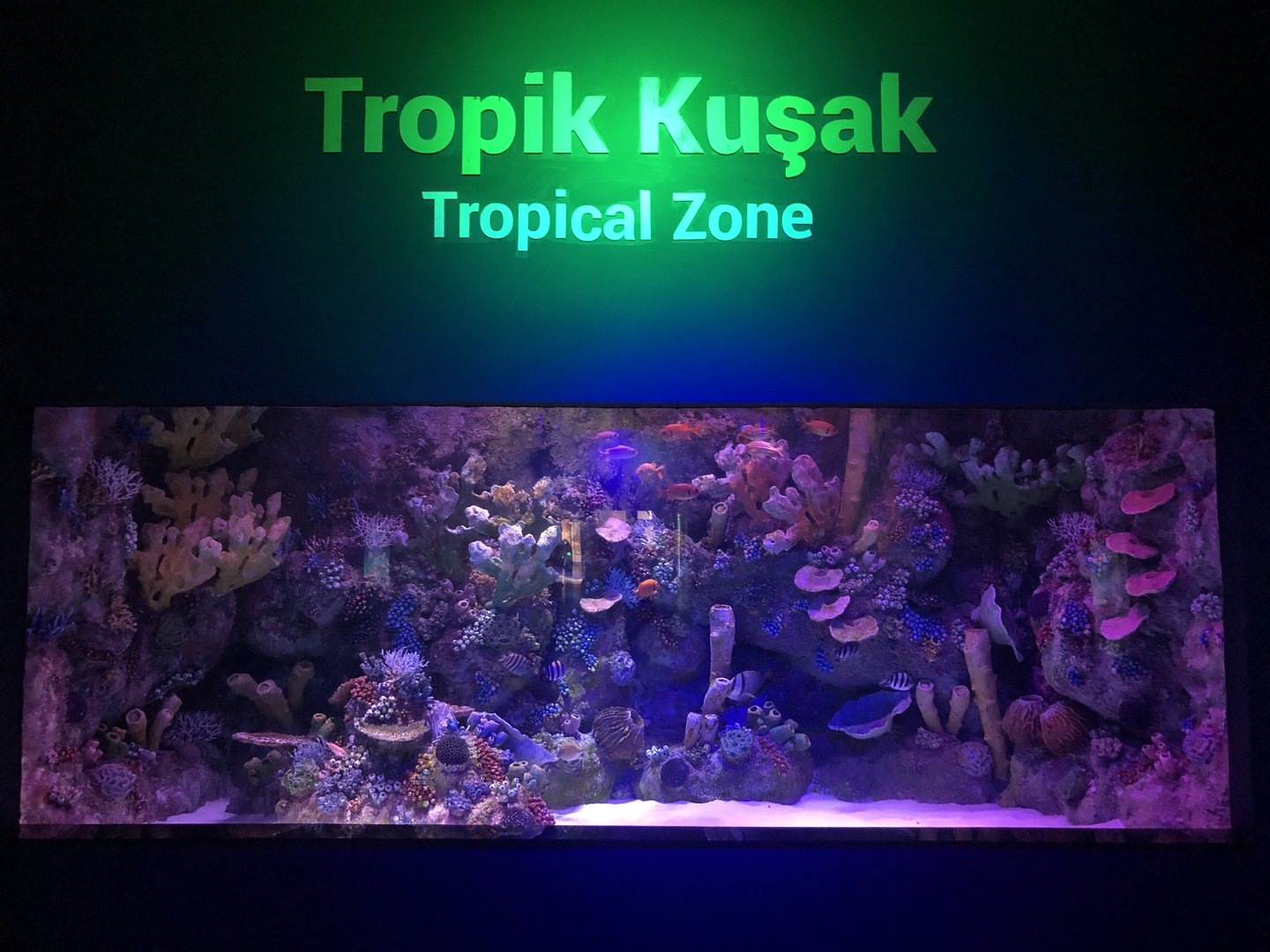 Generic Tank at ViaSea Aquarium
