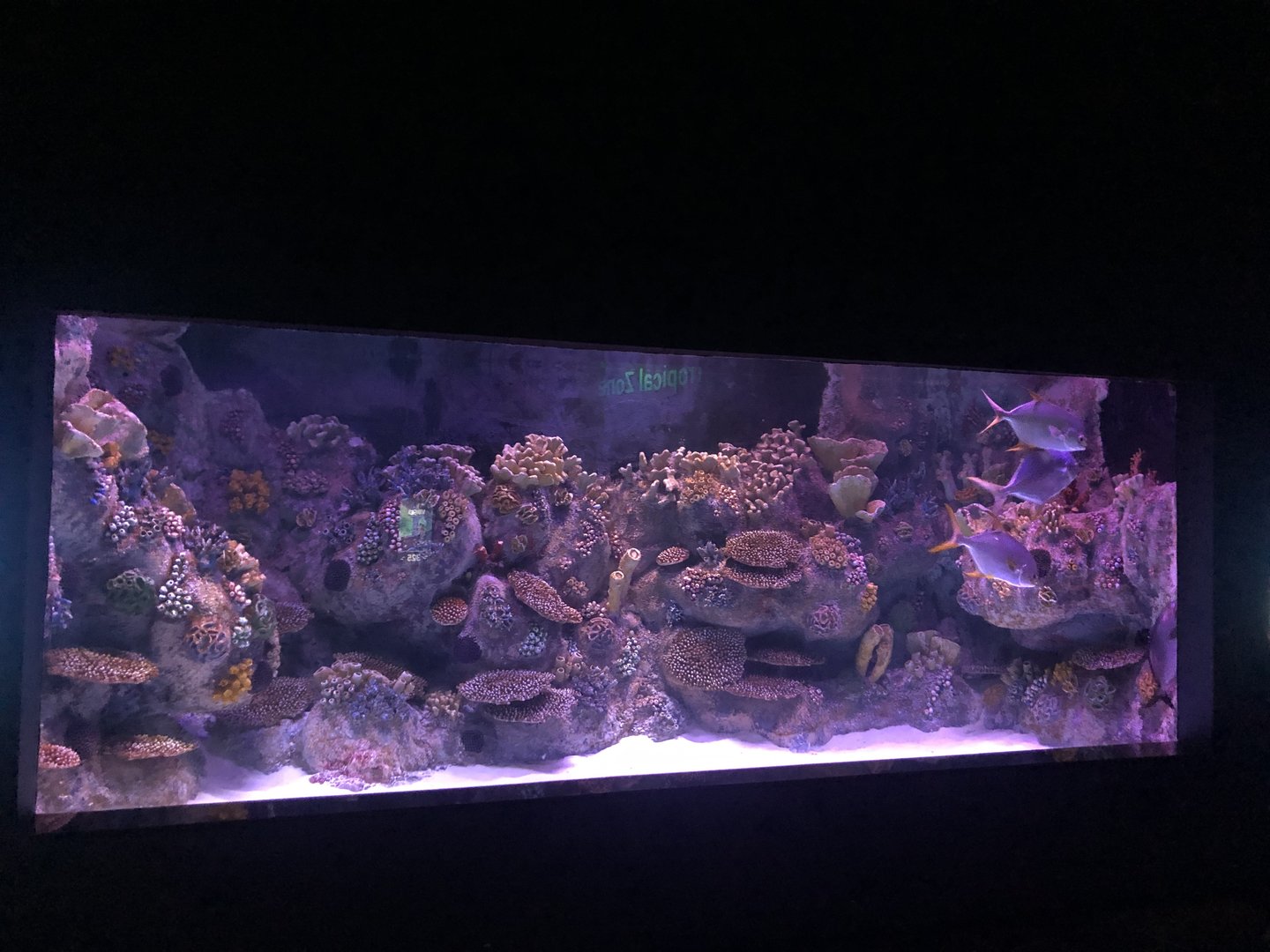 Generic Tank at ViaSea Aquarium