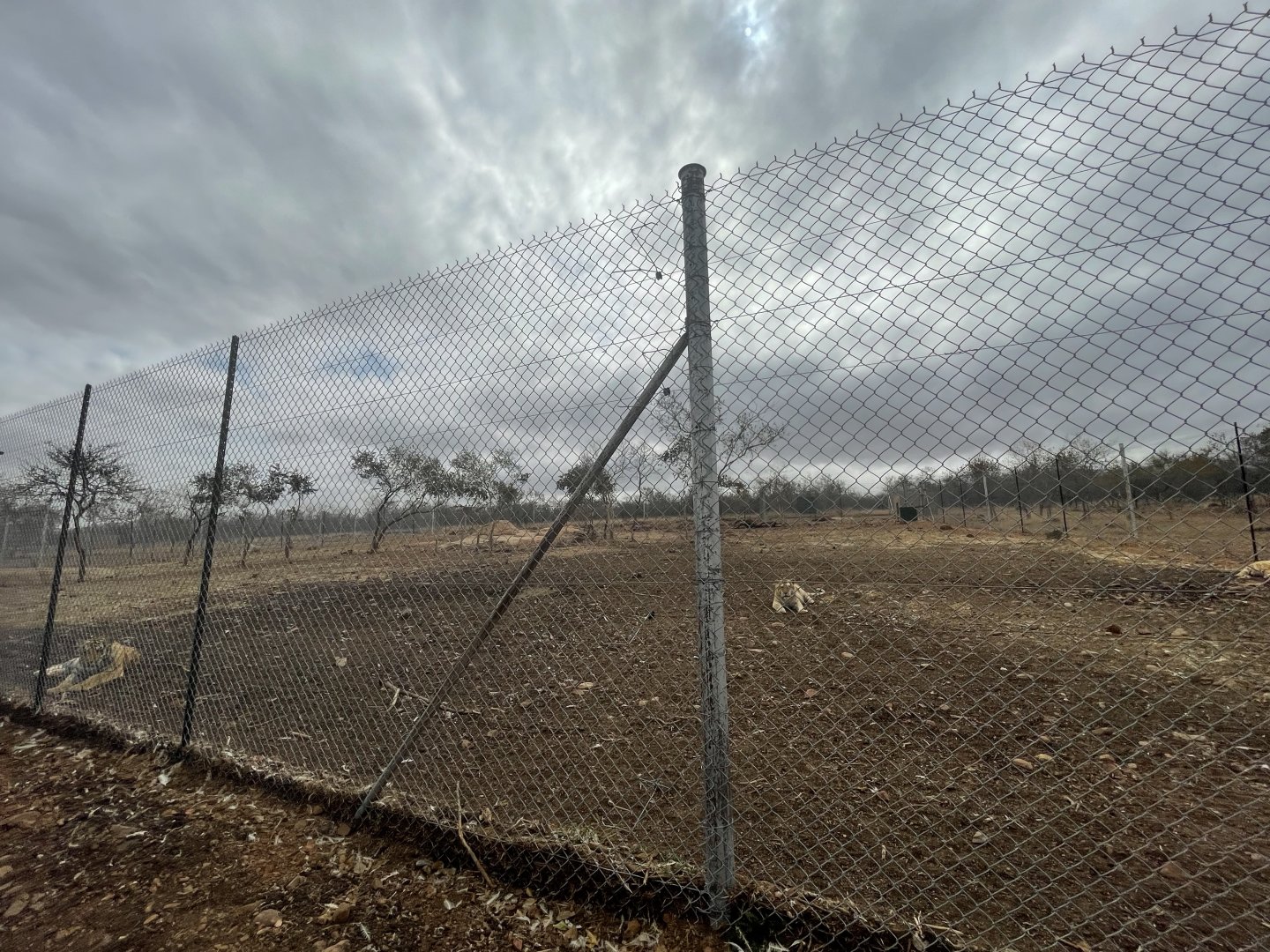 Generic Tiger Exhibit