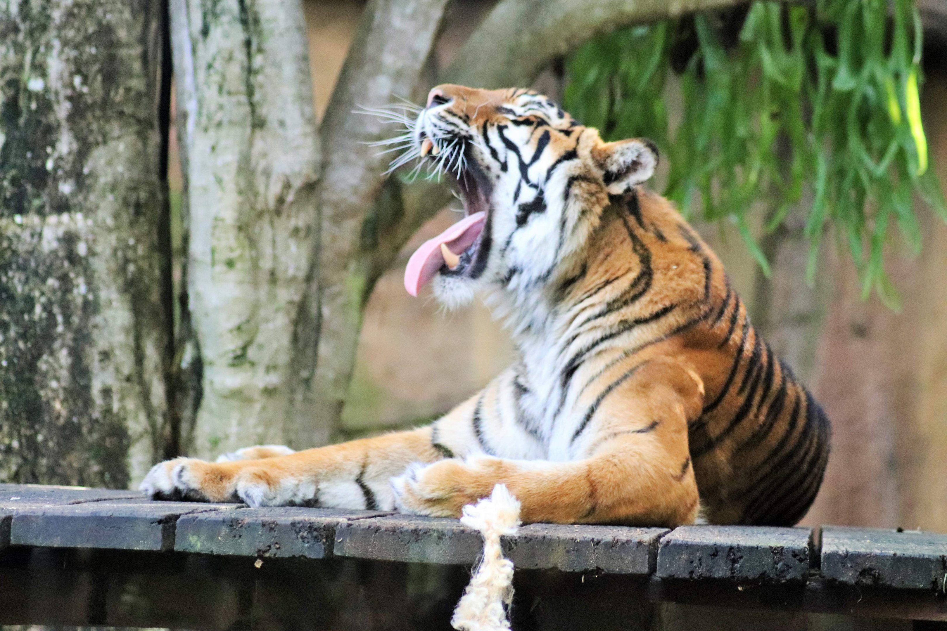 Generic Tiger (Panthera tigris)