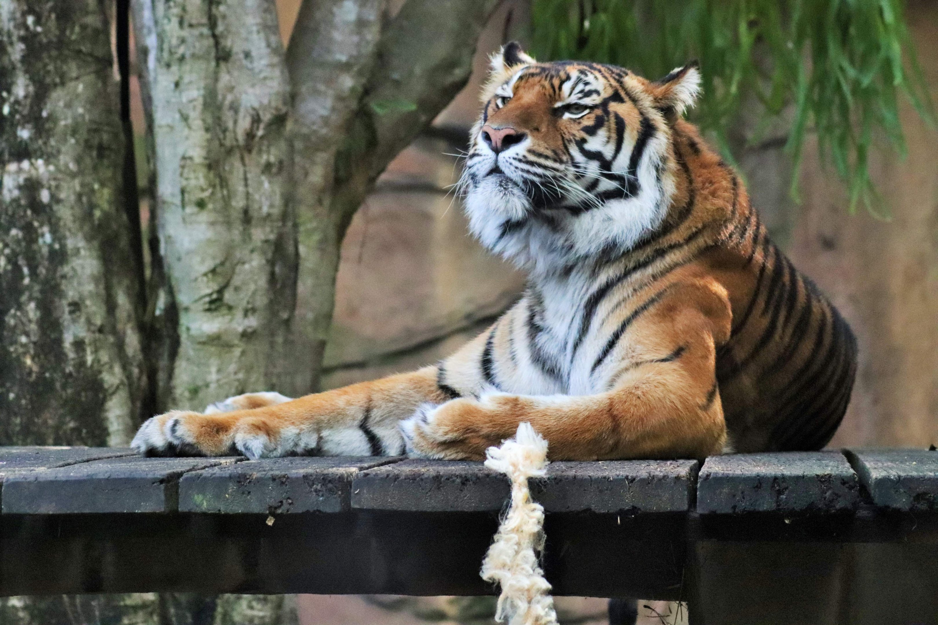Generic Tiger (Panthera tigris)