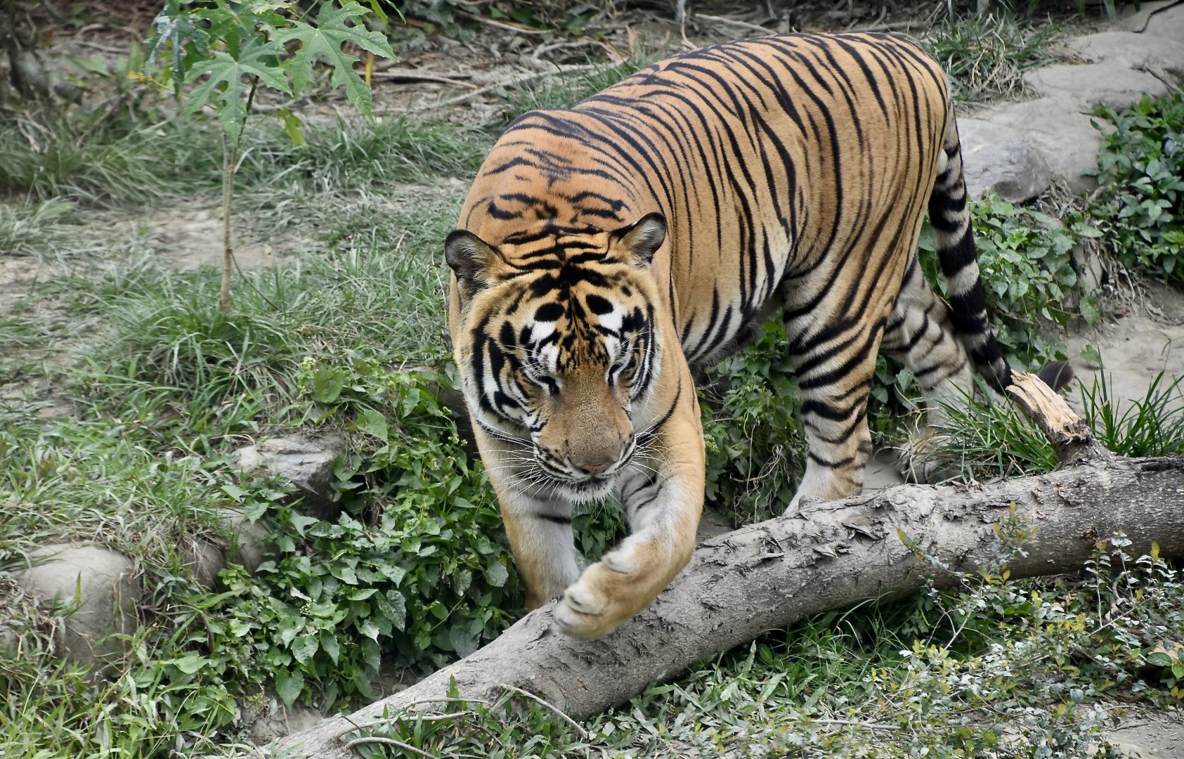 Generic Tiger (Panthera tigris)