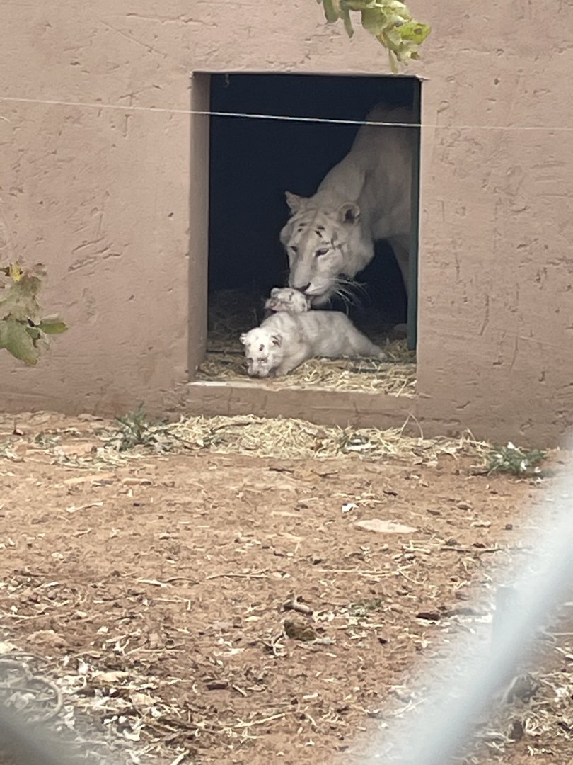 Generic Tiger with Cubs