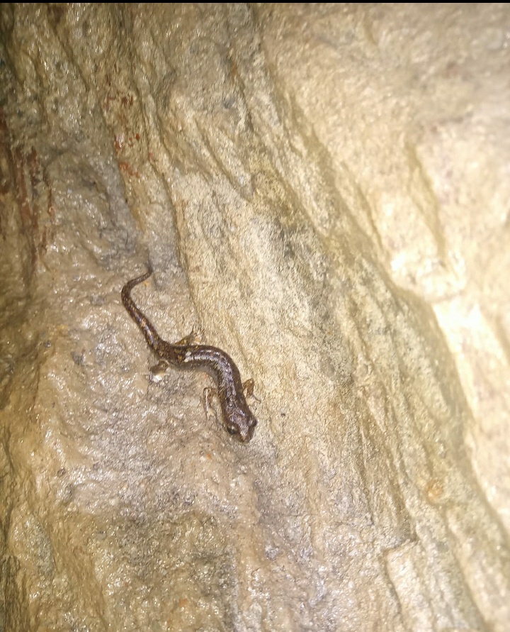 Gene's cave salamander (Speleomantes genei)