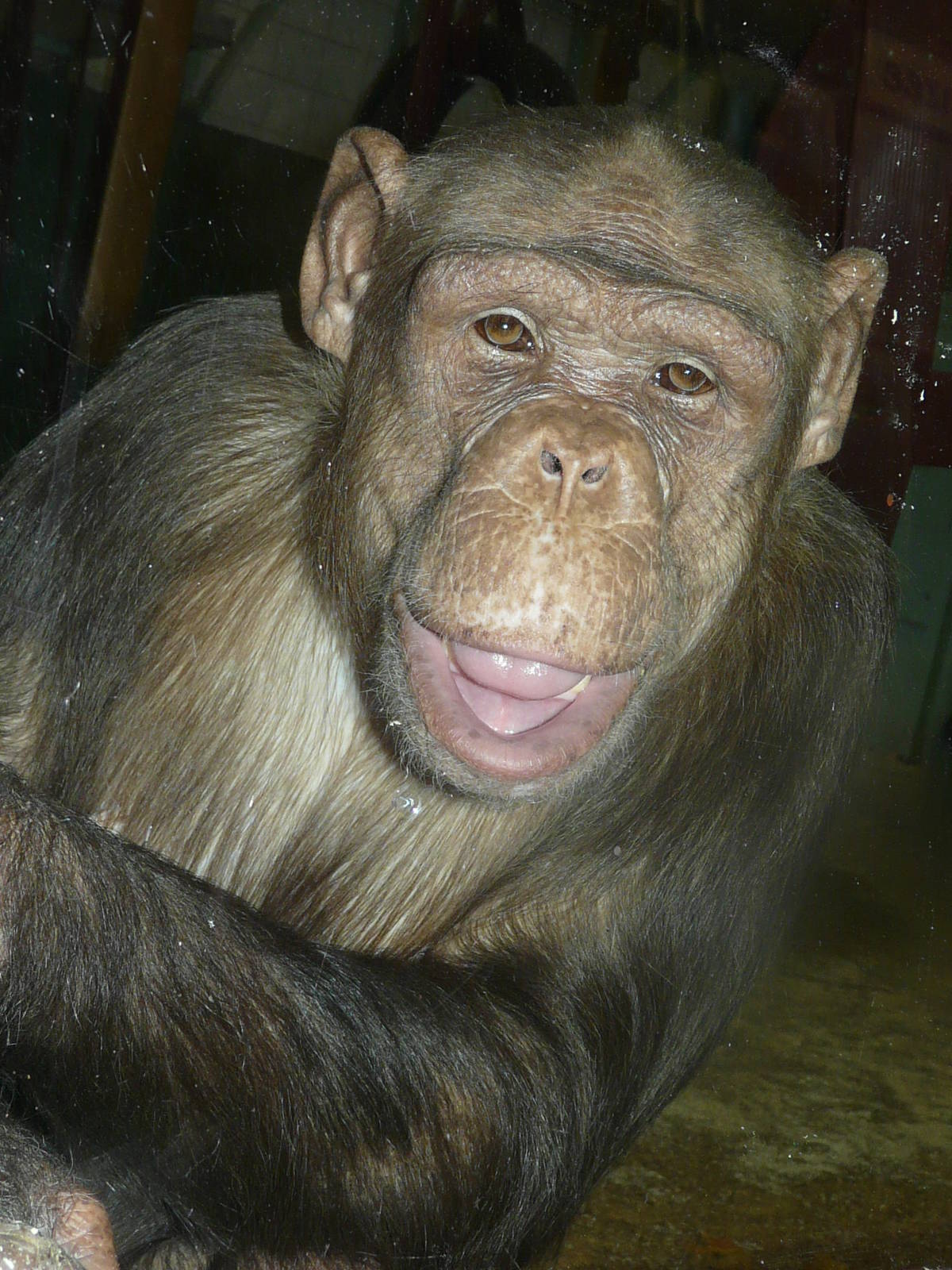 Genet: Brown Chimpanzee at Twycross Zoo