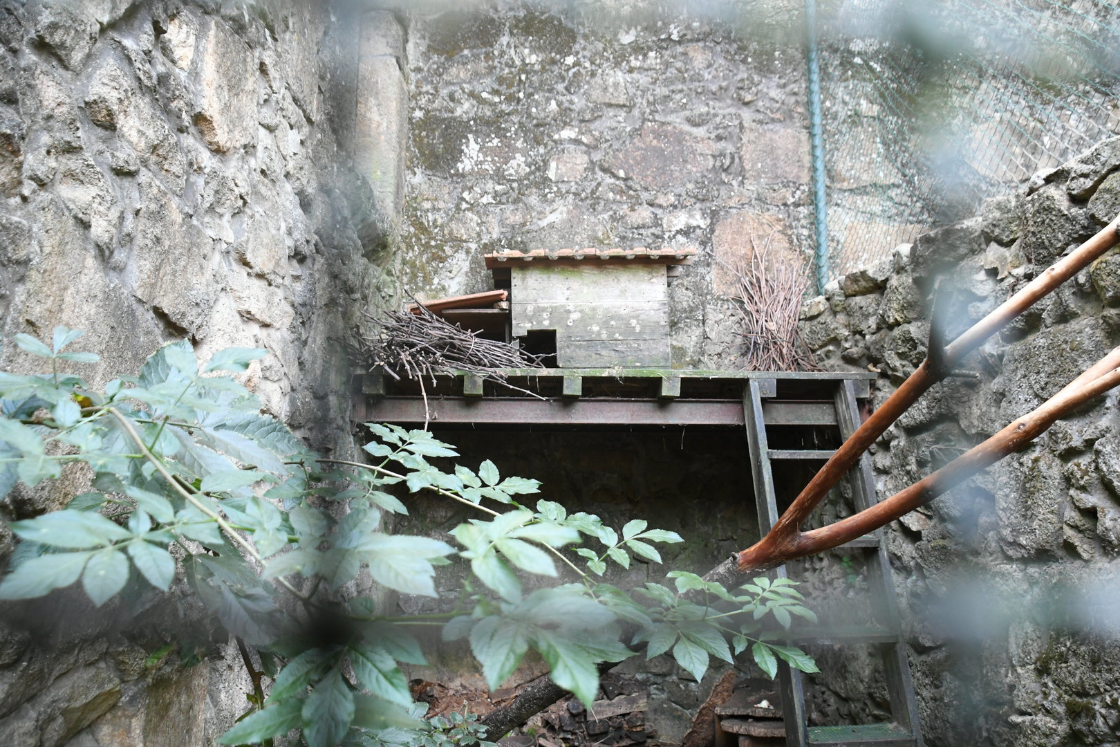 Genet exhibit (one of two)