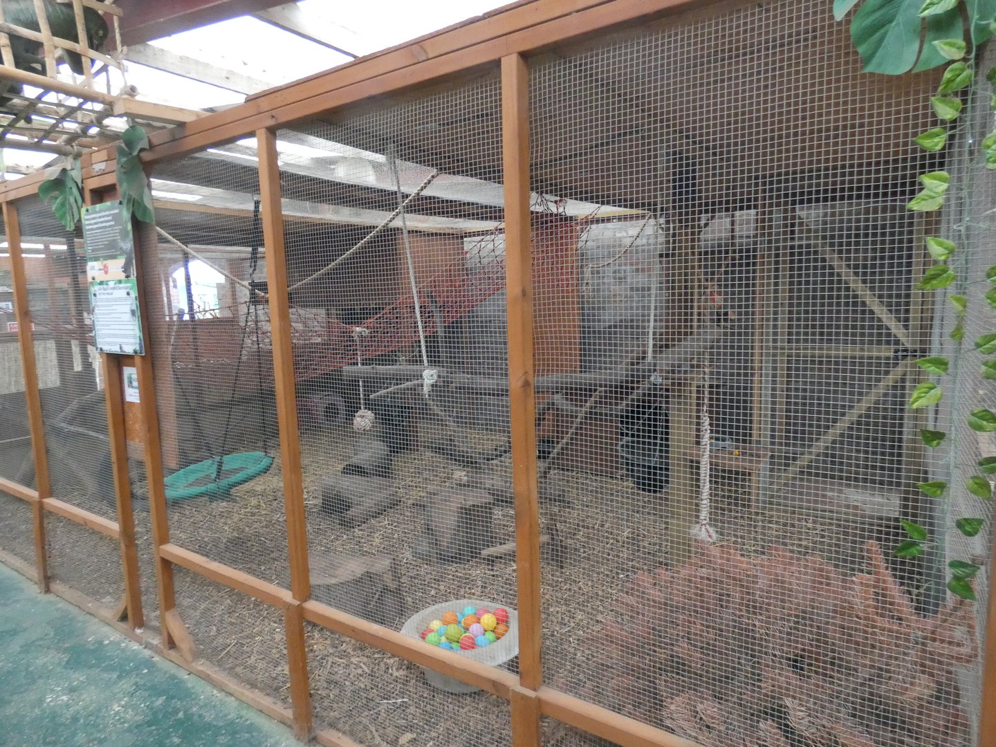 Genet indoor enclosure