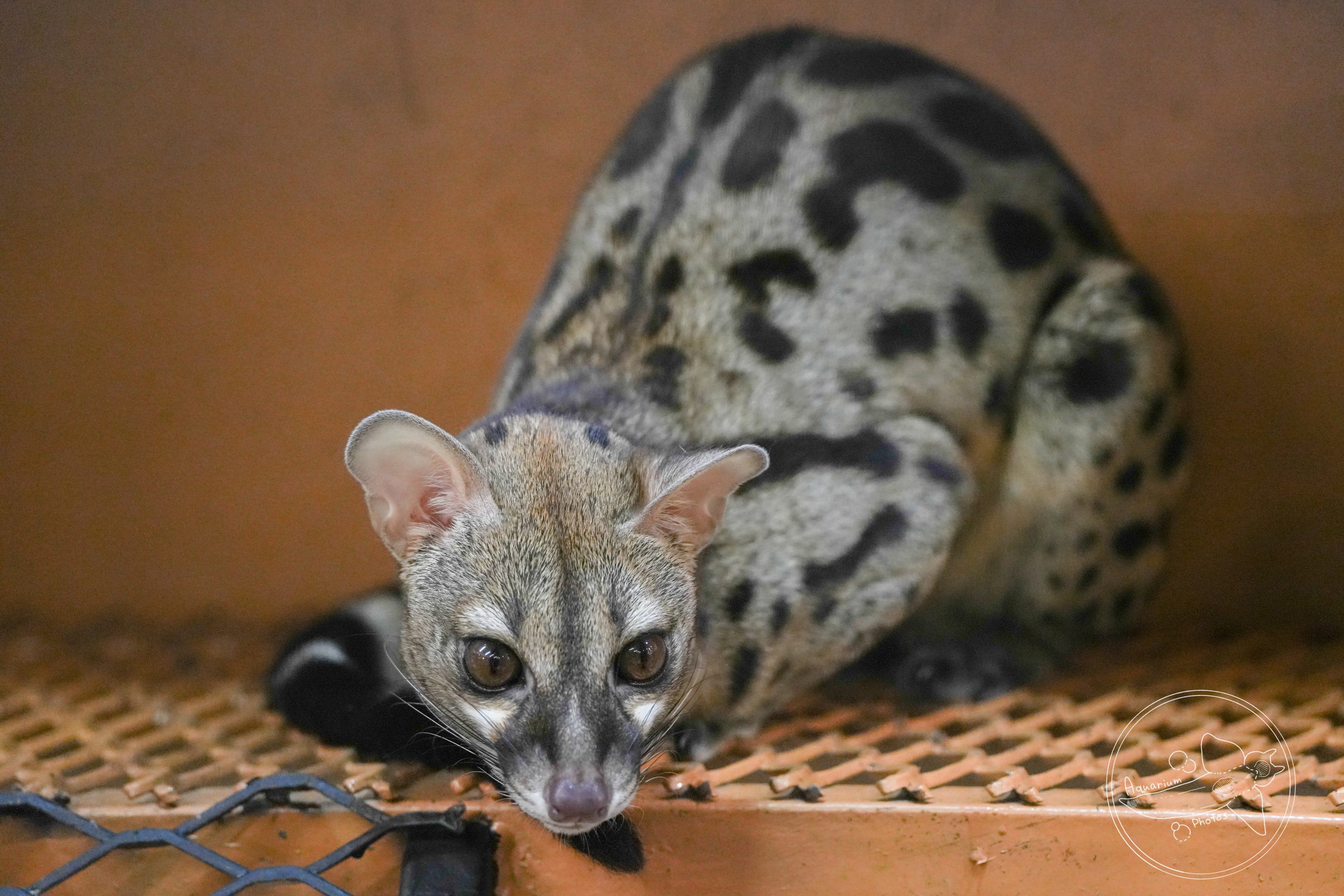 genet sp.  (Common genet - Genetta genetta?)