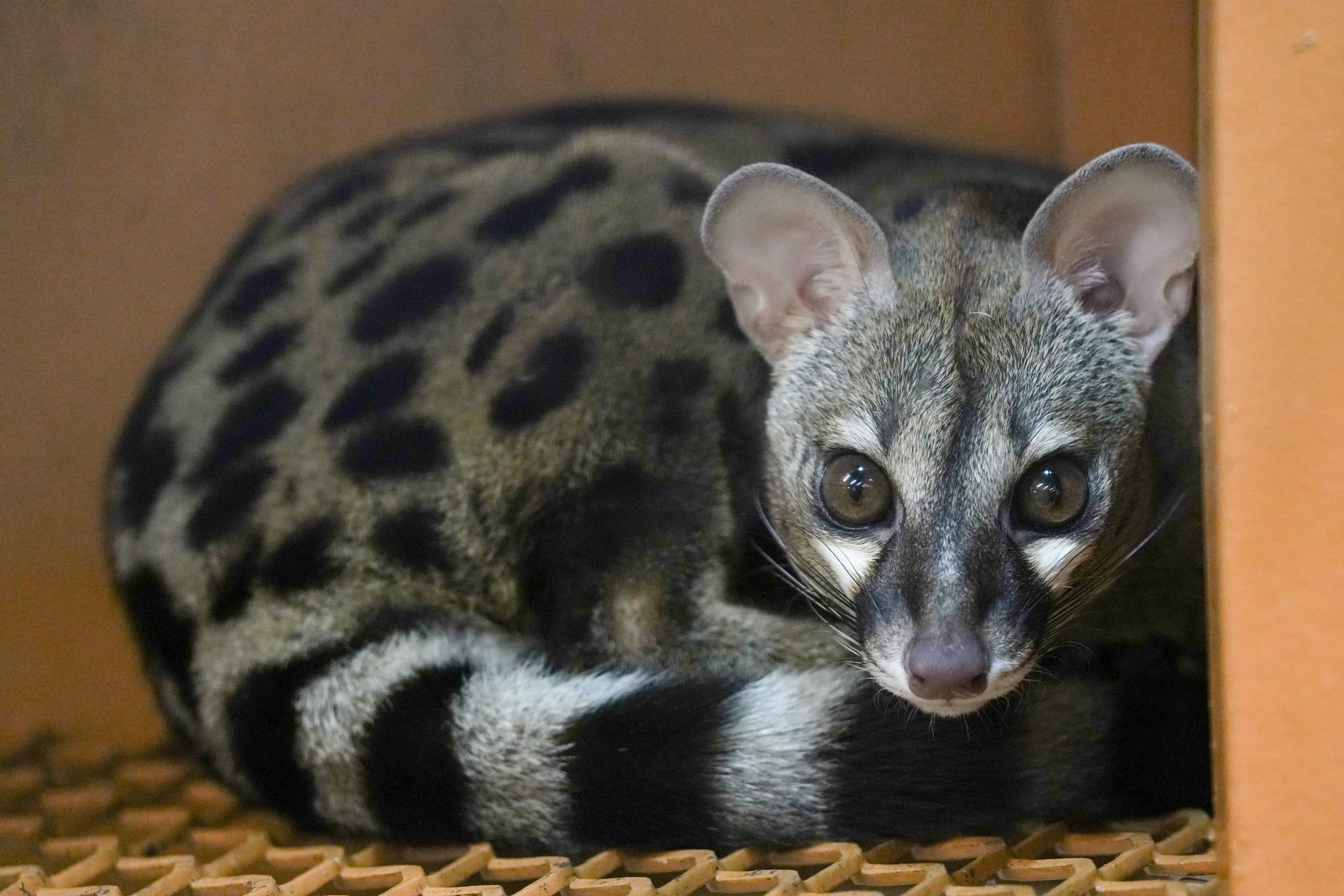 Genet sp.