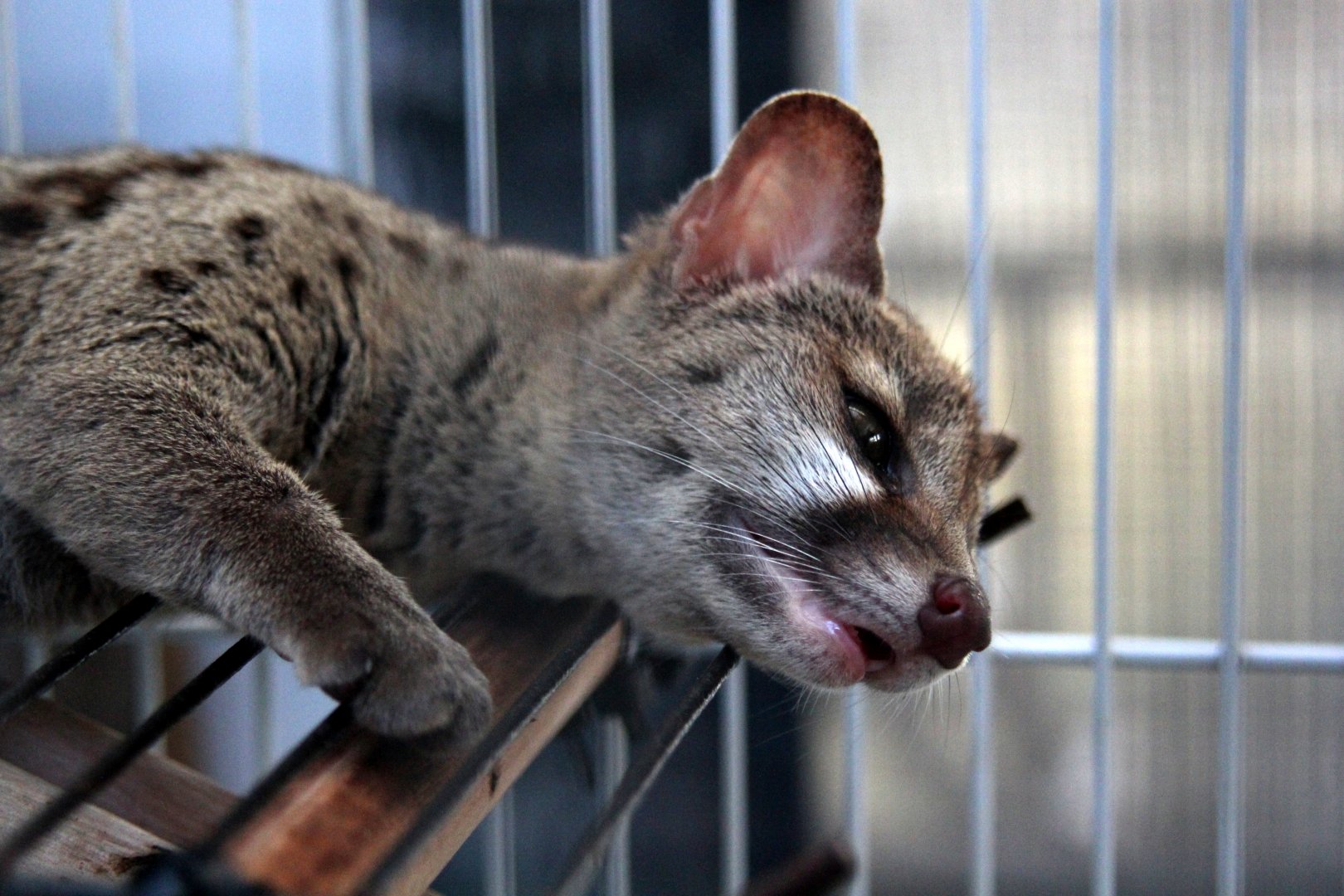 genet species ID?