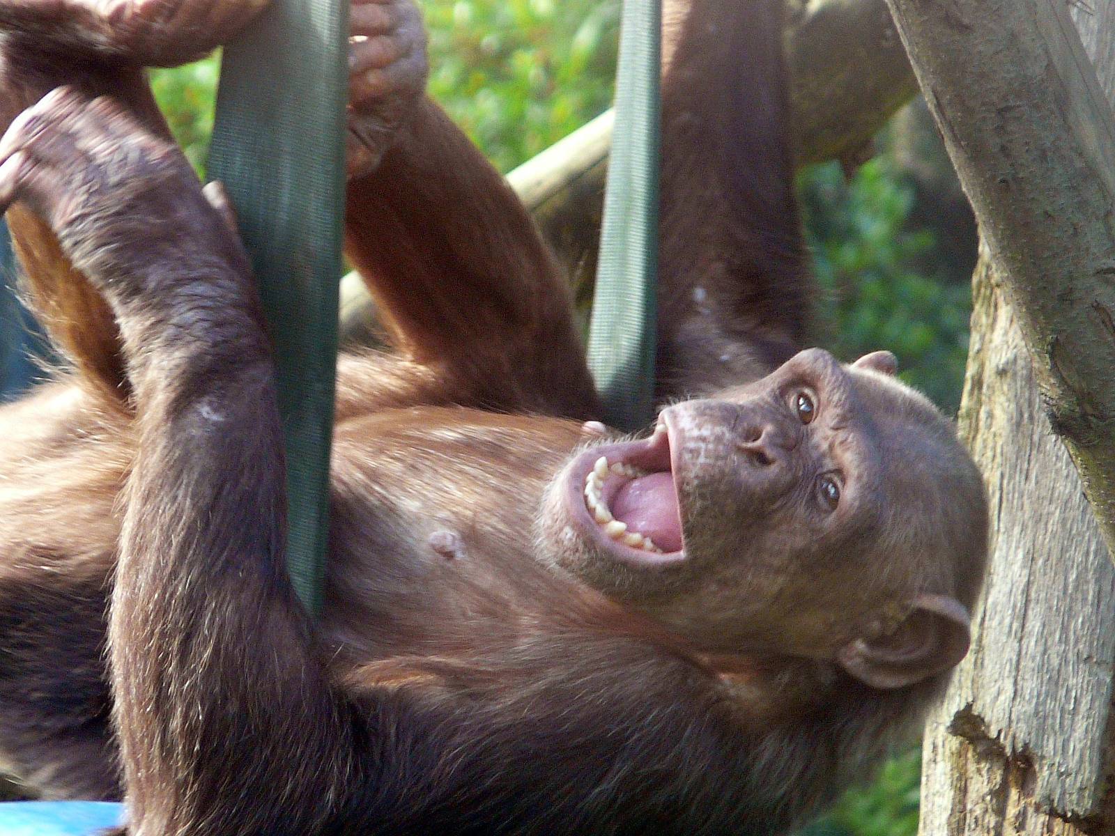 Genet the chimpanzee