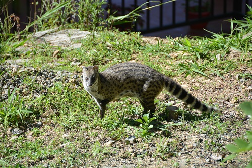 Genet