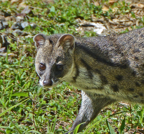 Genet