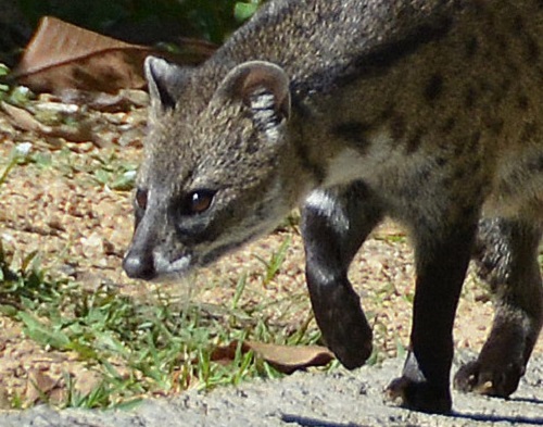 Genet