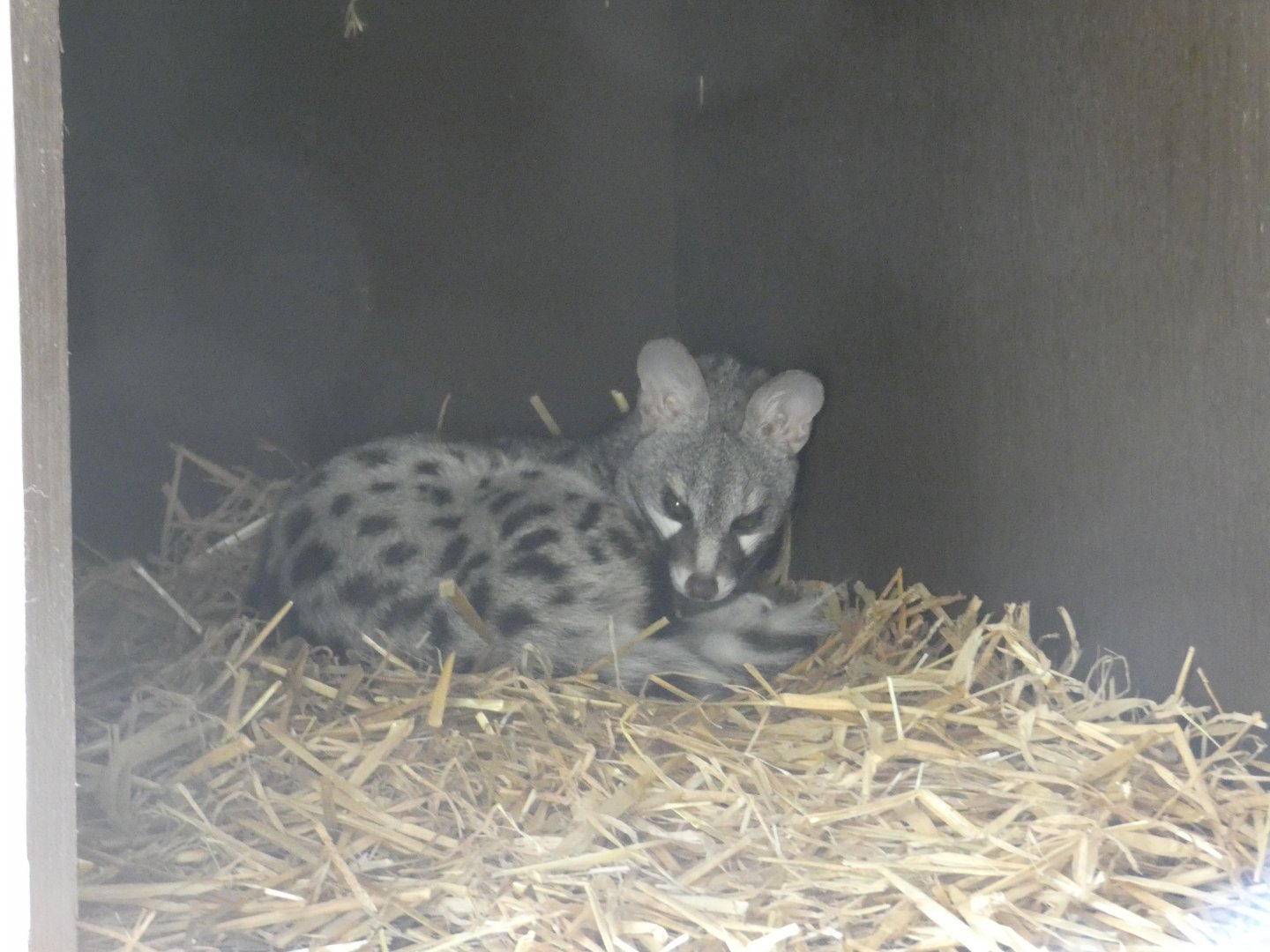 Genet
