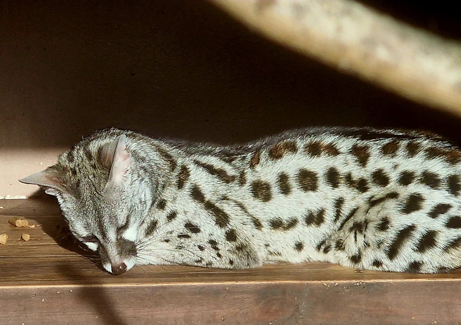 Genet