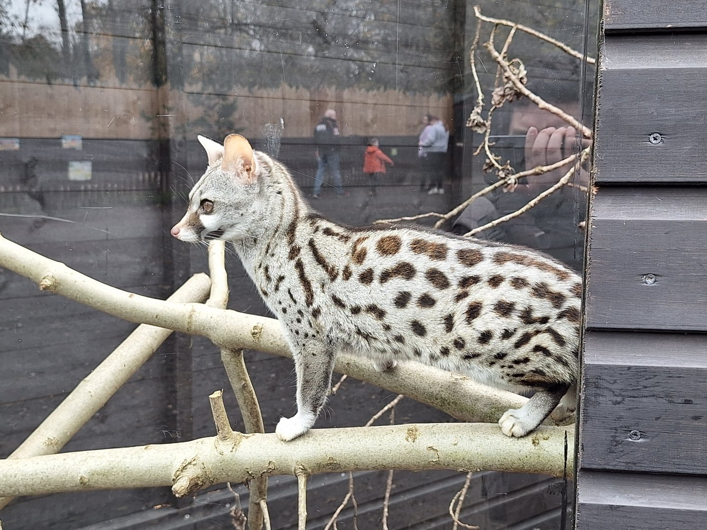 Genet