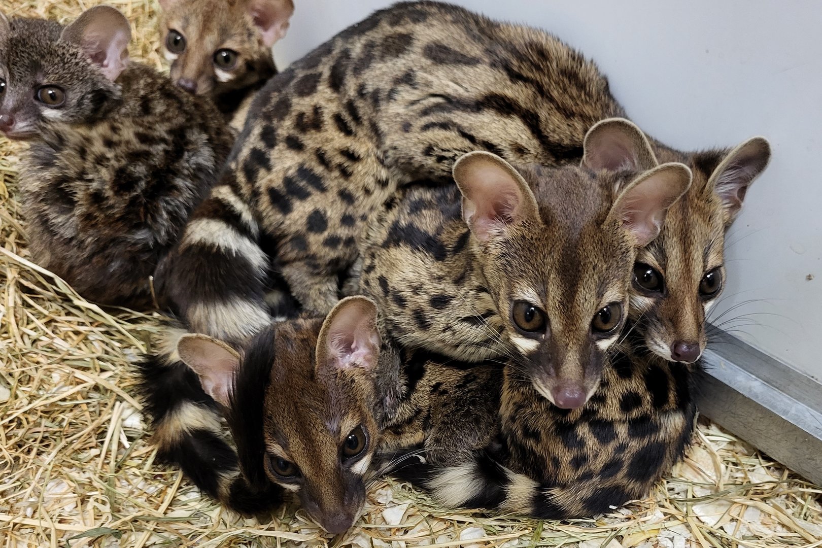 Genets - one or two species ?