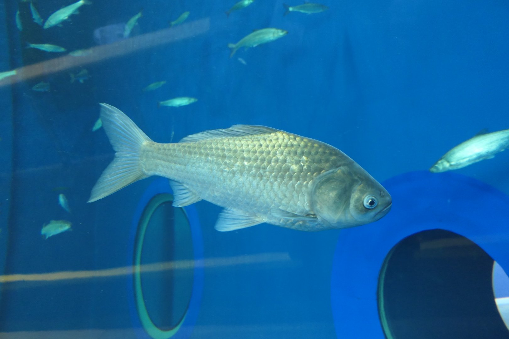 Gengorobuna (Carassius [auratus] cuvieri) - Lake Biwa Museum