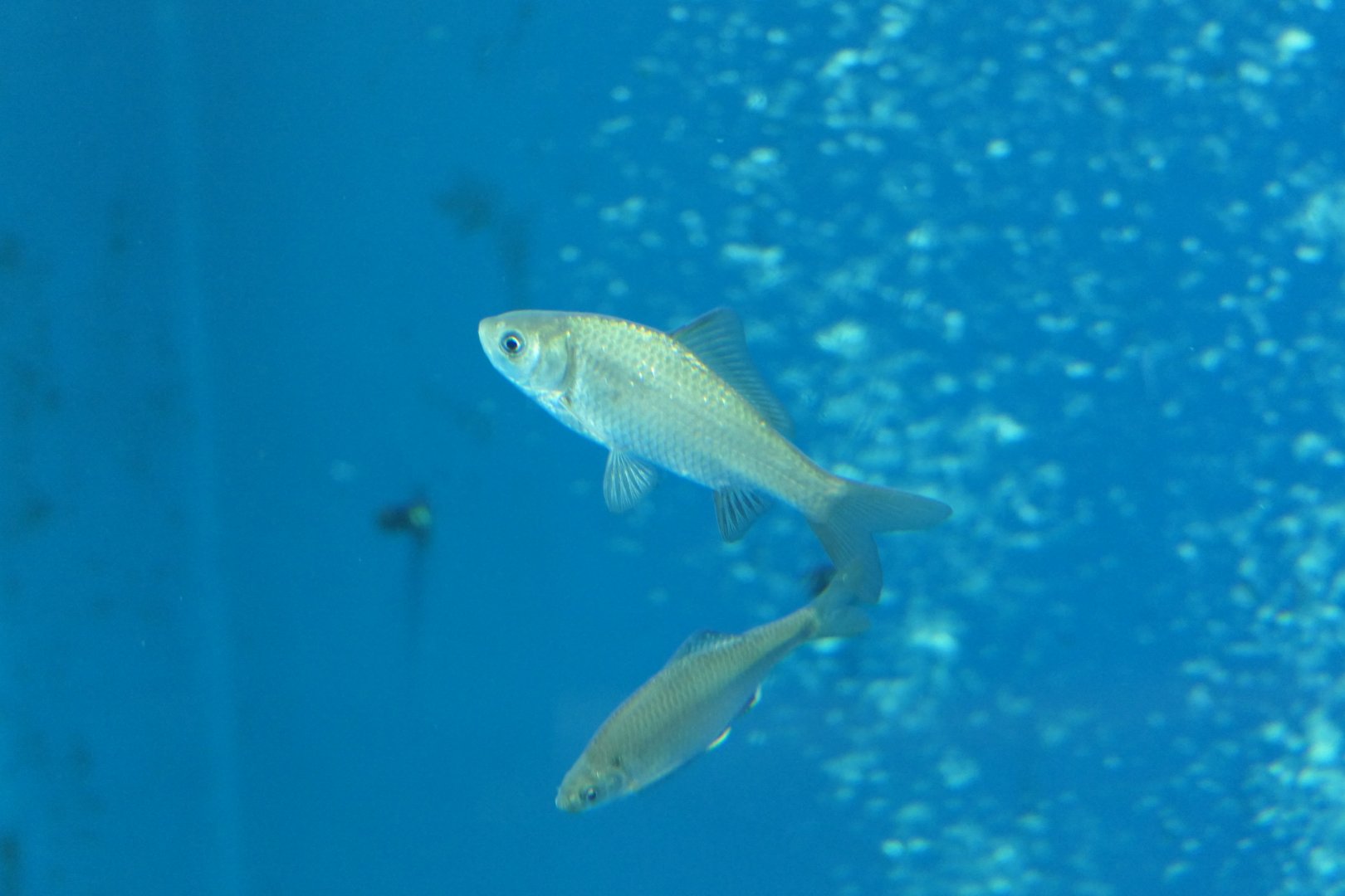 Gengorobuna (Carassius [auratus] cuvieri) - Lake Biwa Museum