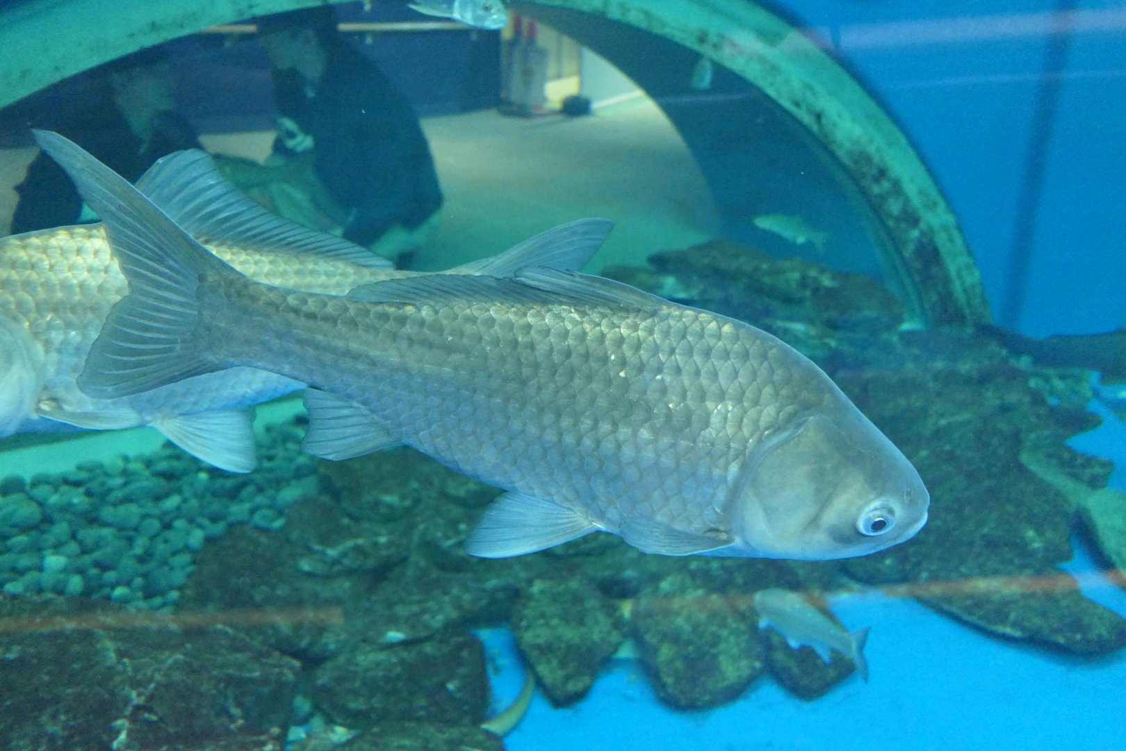 Gengorobuna (Carassius [auratus] cuvieri) - Lake Biwa Museum