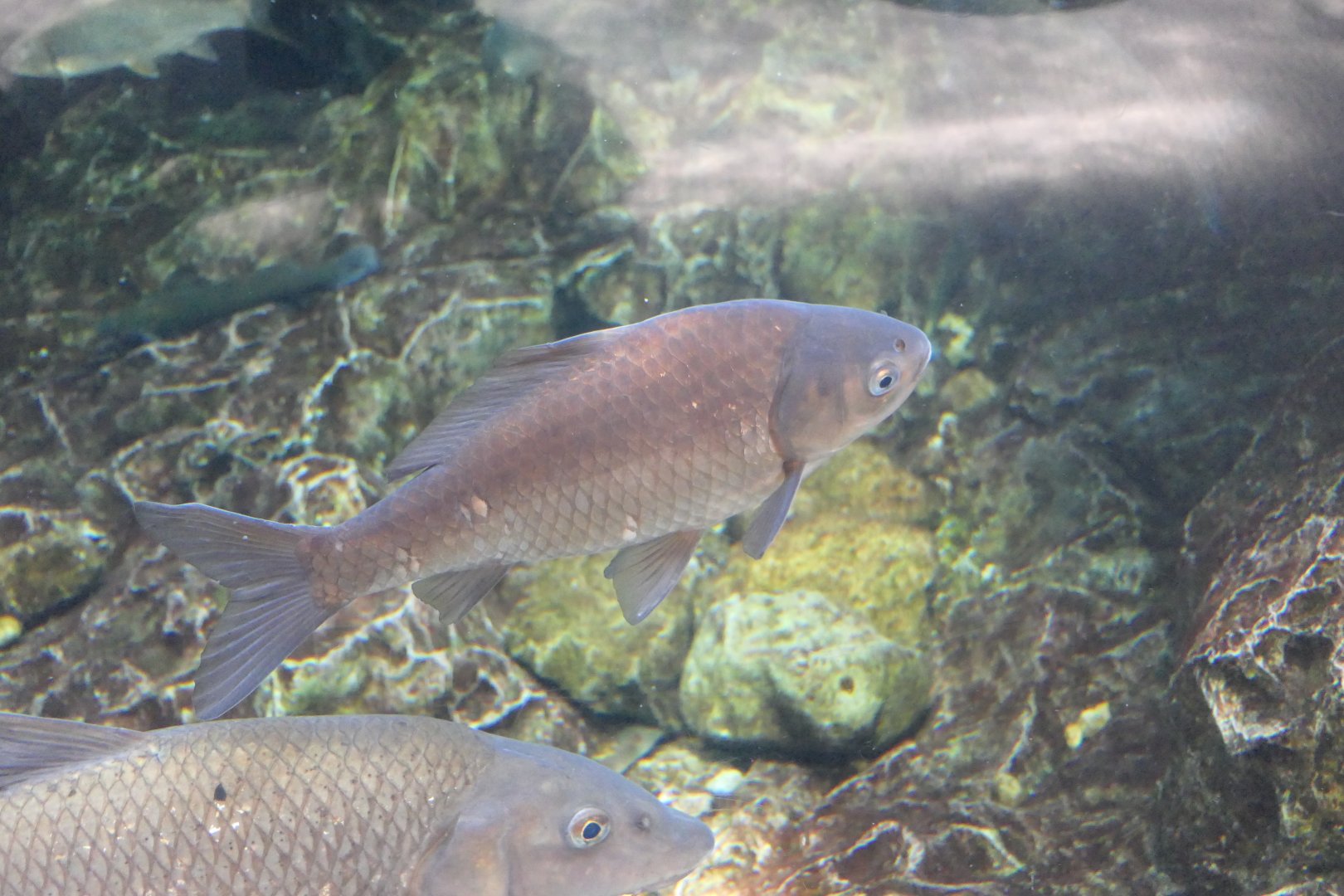 Gengorobuna (Carassius cuvieri)